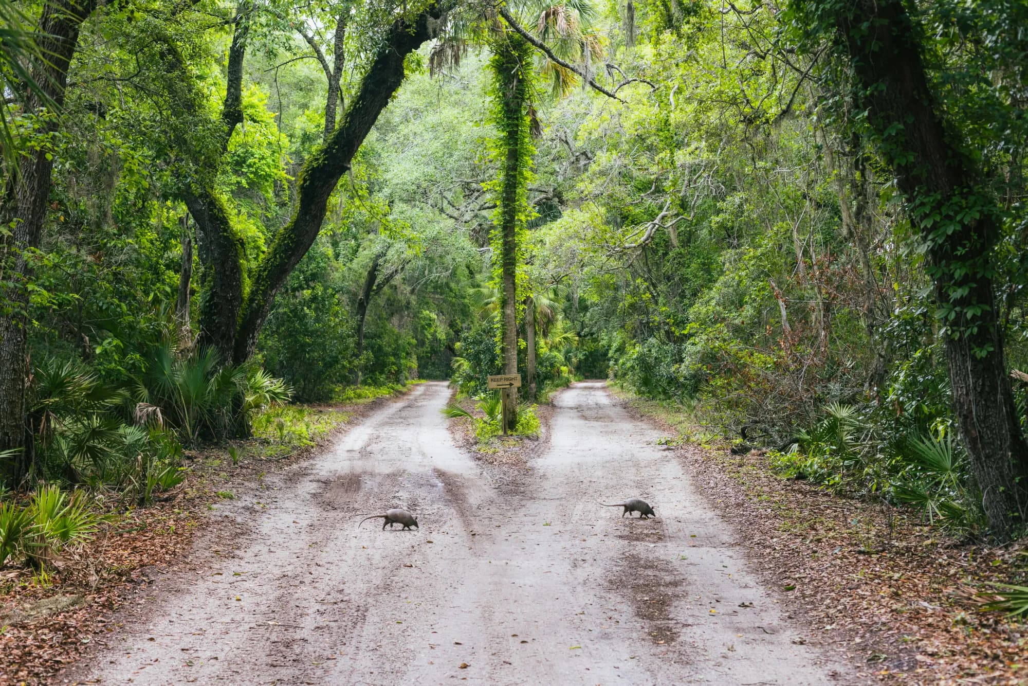 Cumberland Island, Georgia - supporting photo