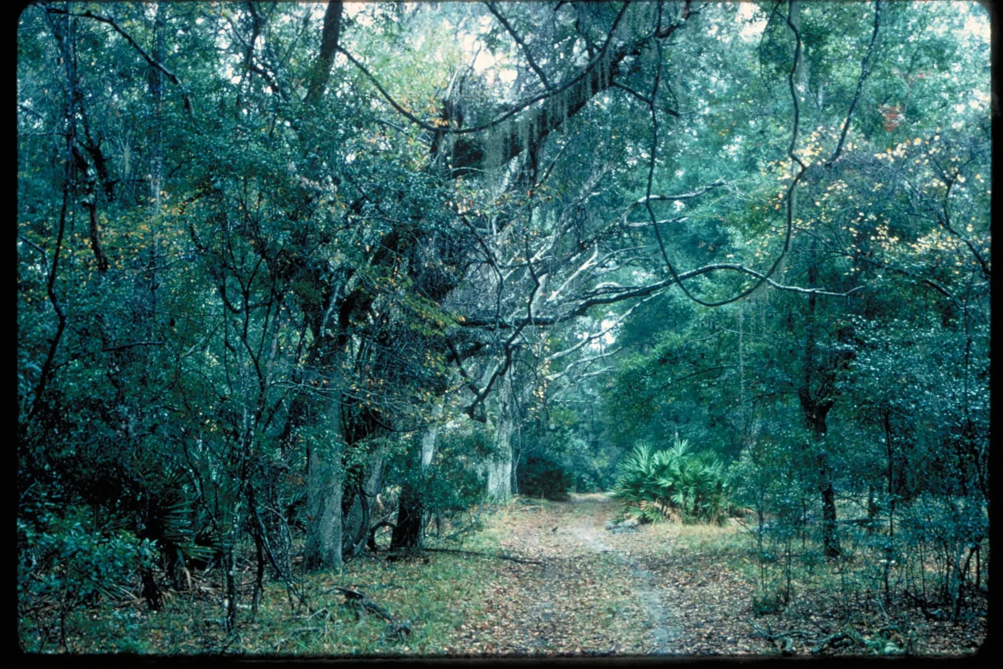 Overgrown maritime forest on Cumberland Island