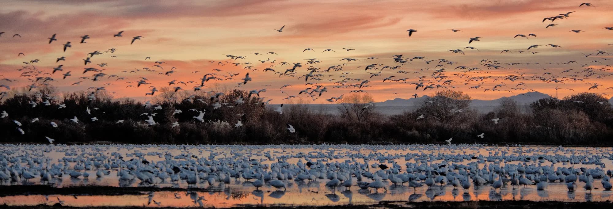 Bosque del Apache