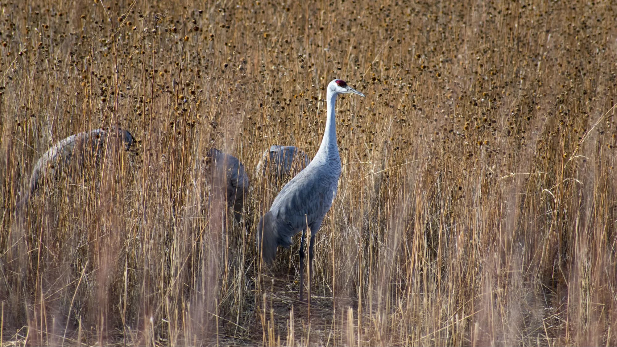 Bosque del Apache - supporting photo