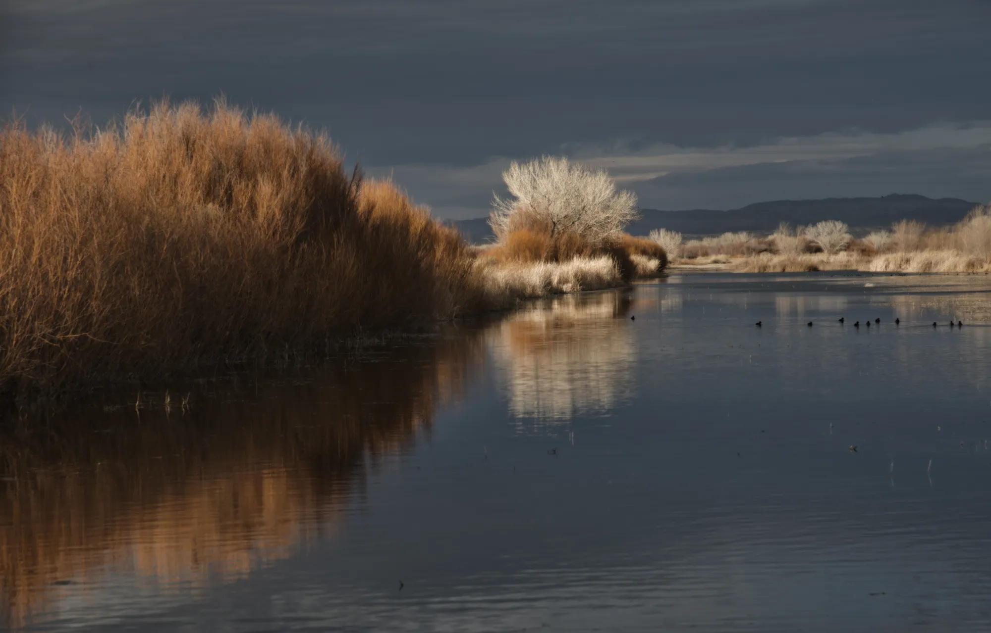 Bosque del Apache - supporting photo 2