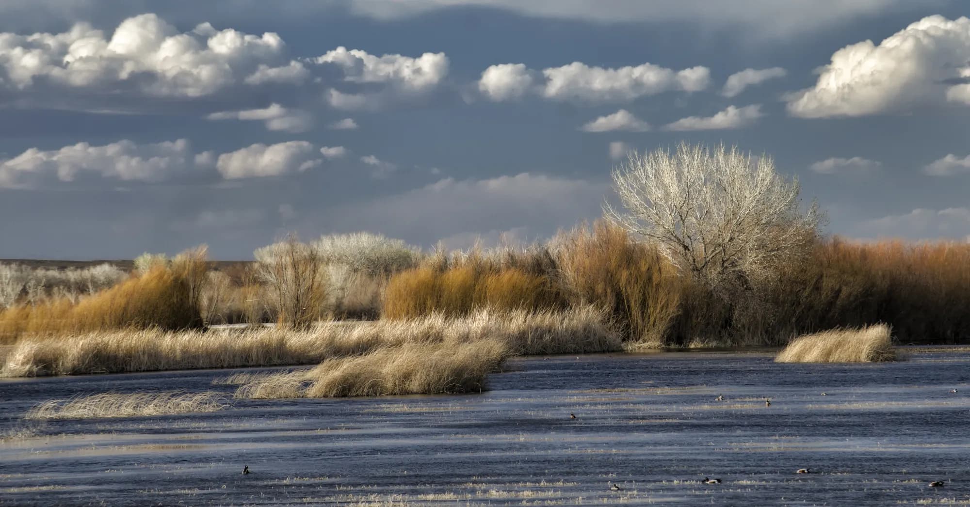 Bosque del Apache - supporting photo 3