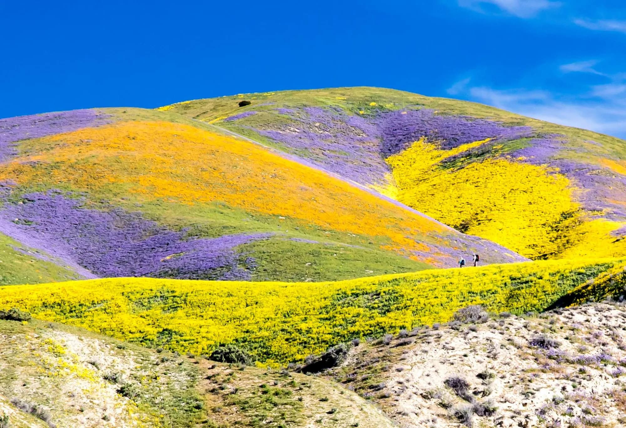 Carrizo Plain