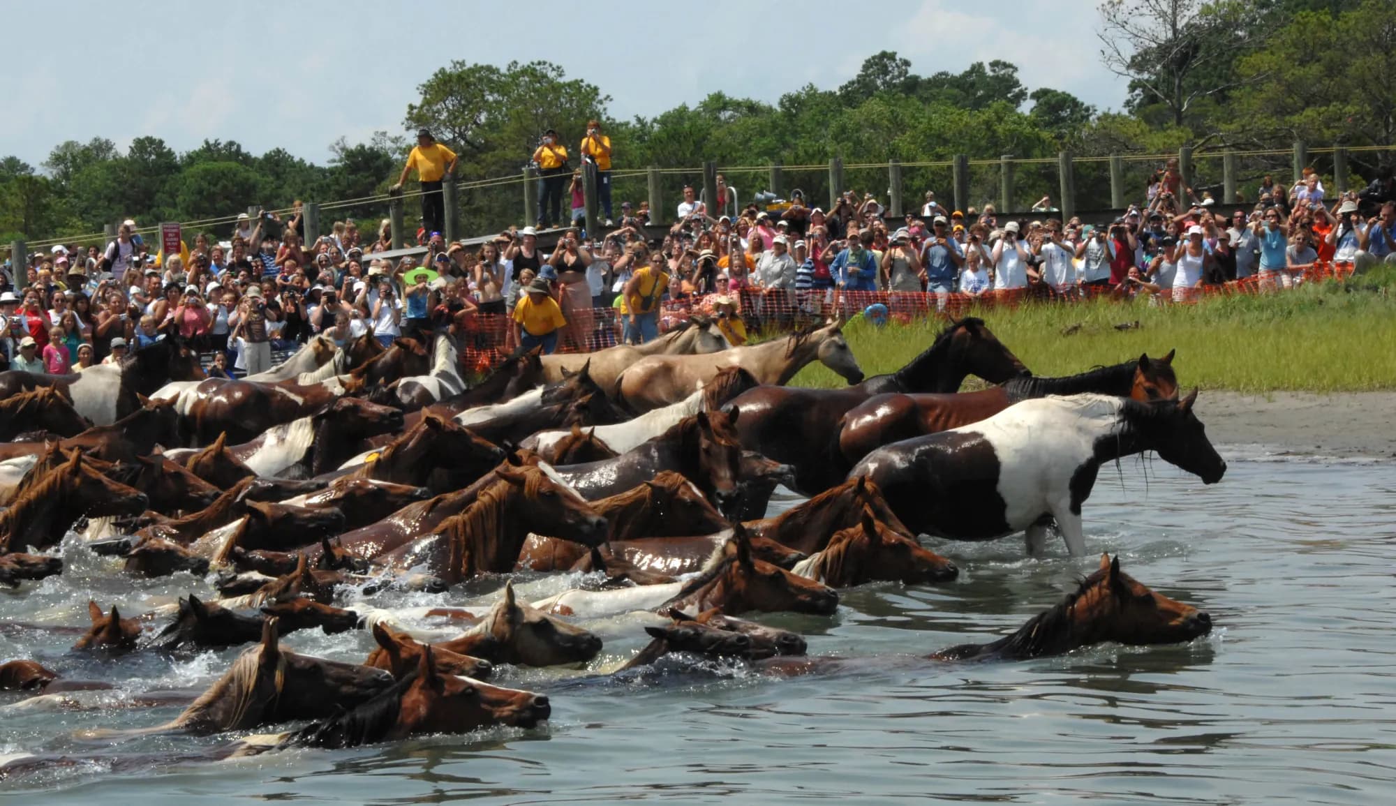 Chincoteague & Assateague
