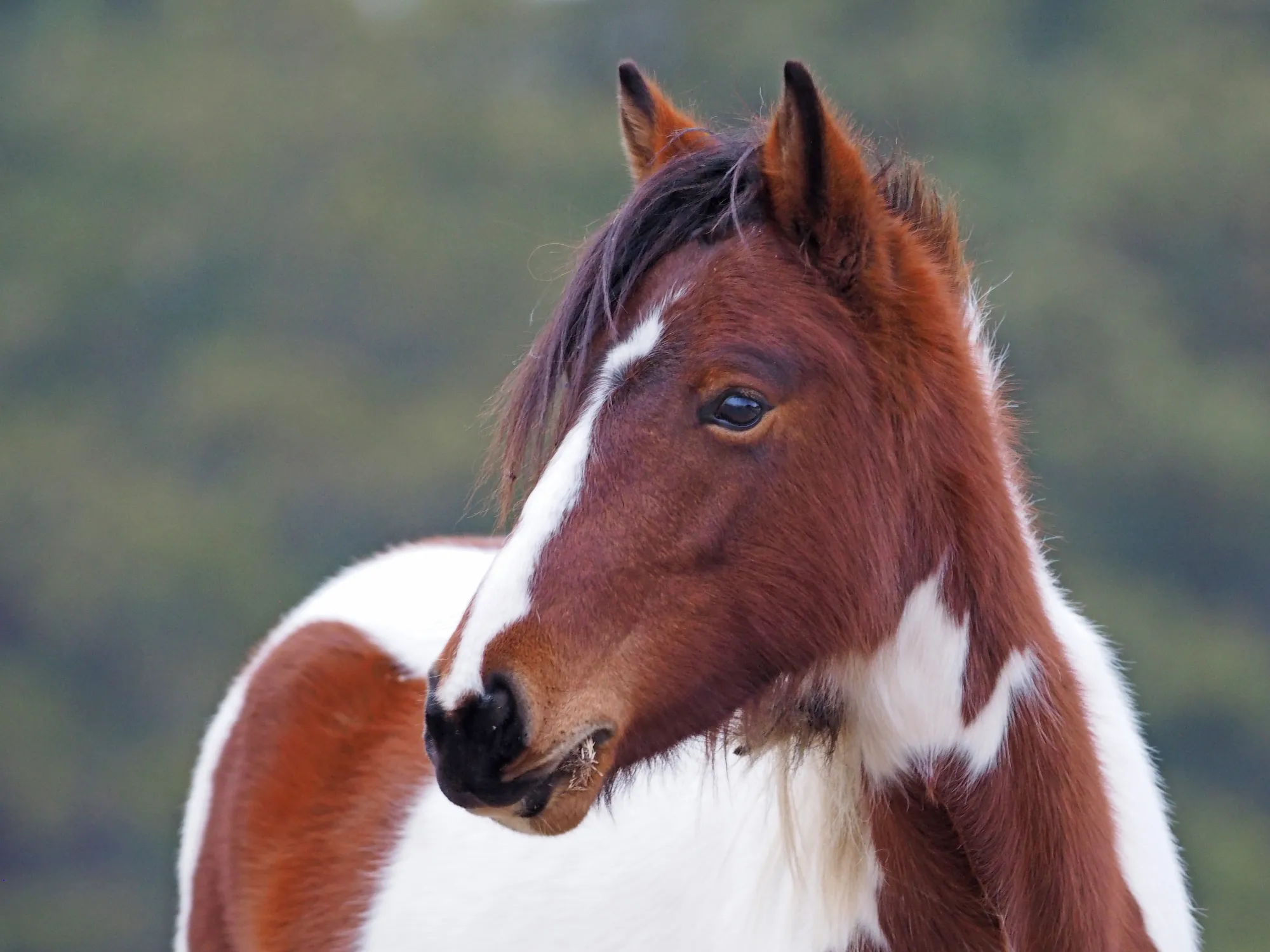 Chincoteague & Assateague - supporting photo