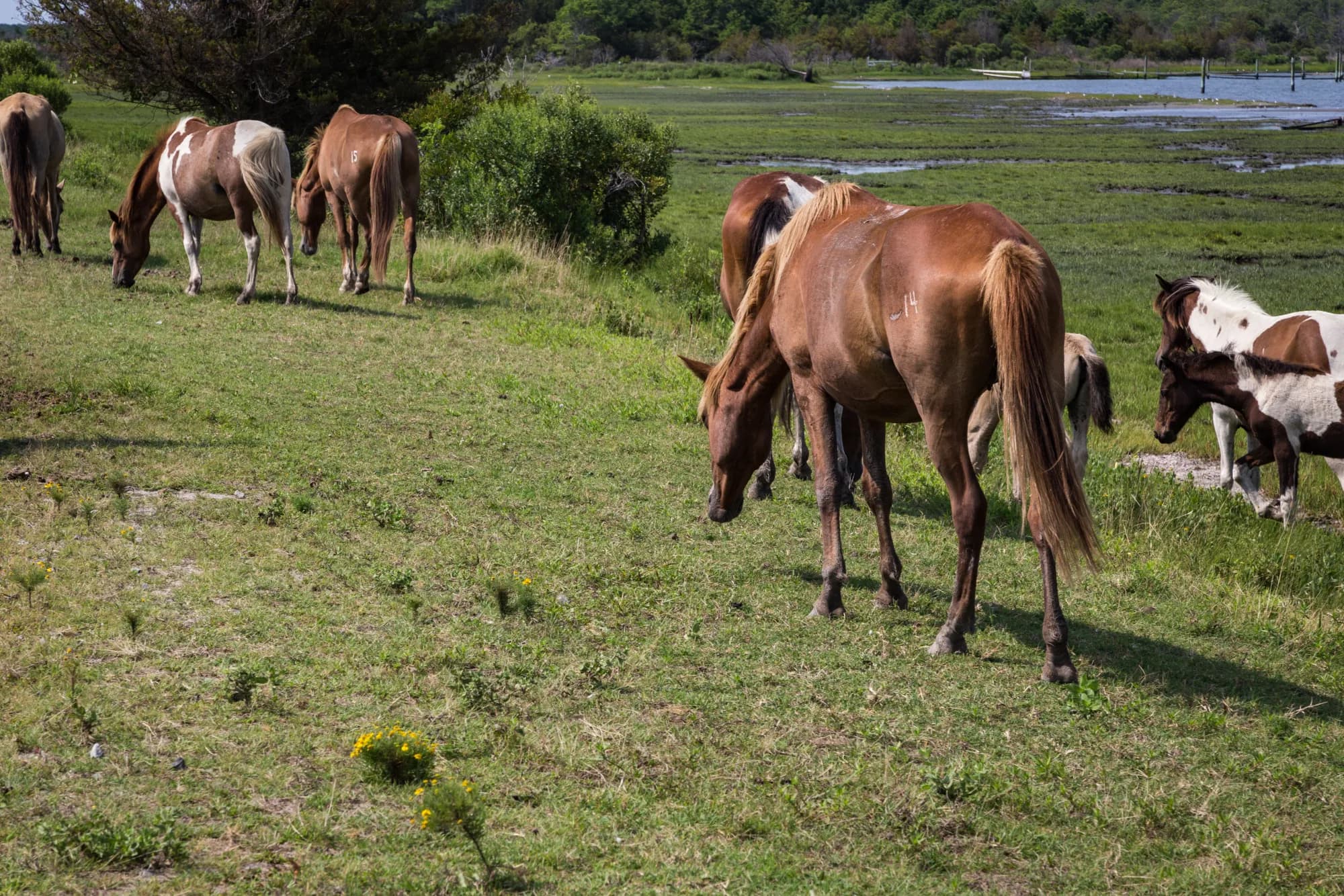 Chincoteague & Assateague - supporting photo 2