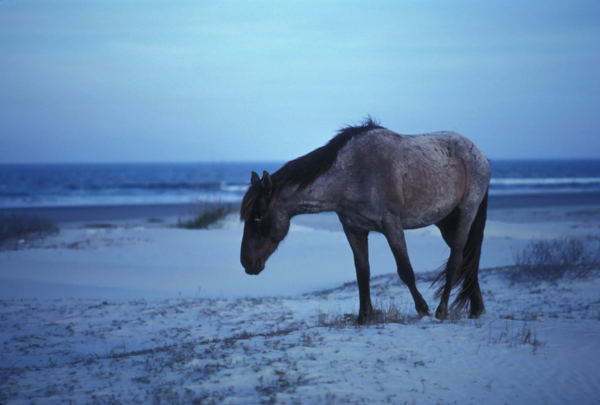 Cumberland Island, Georgia