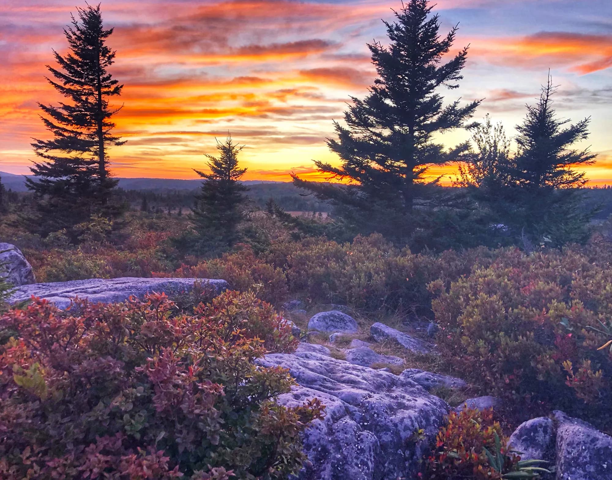 Dolly Sods