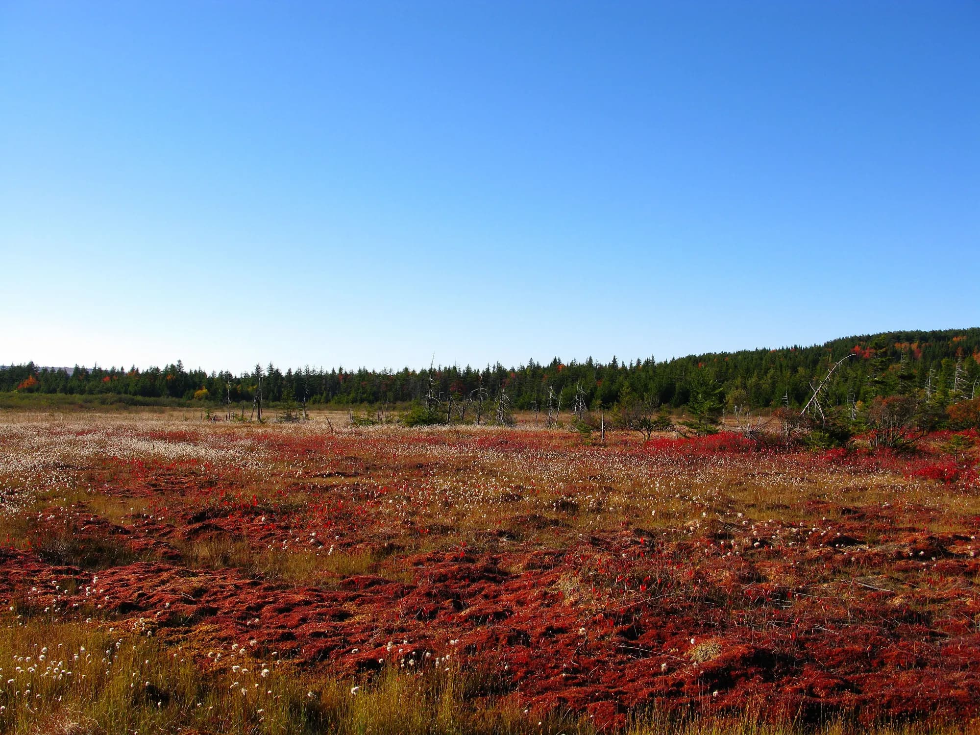 Dolly Sods - supporting photo