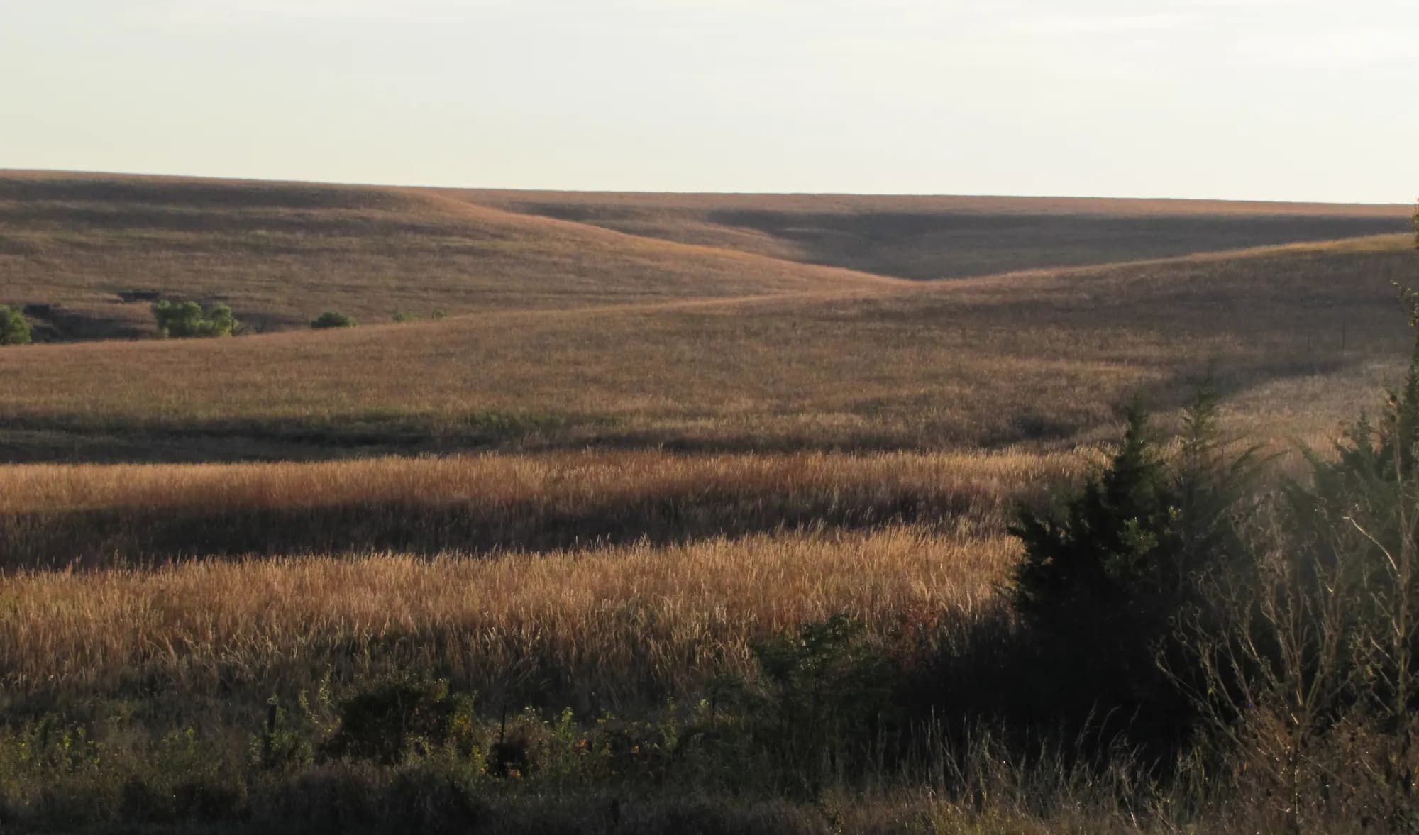 Tallgrass Prairie