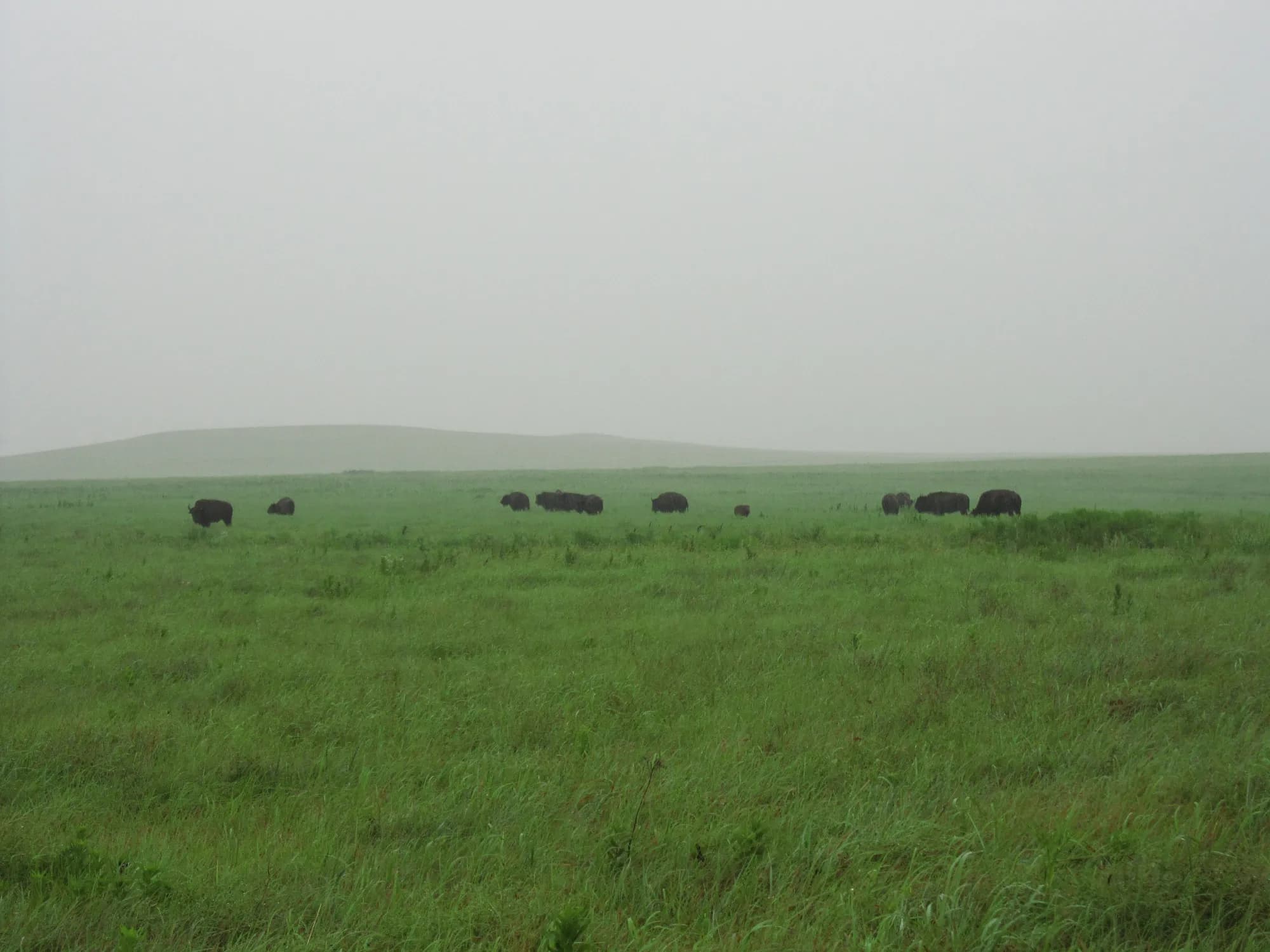 Tallgrass Prairie - supporting photo