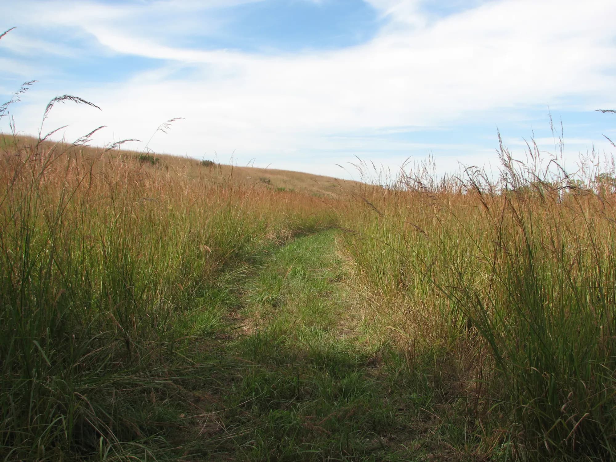 Tallgrass Prairie - supporting photo 3