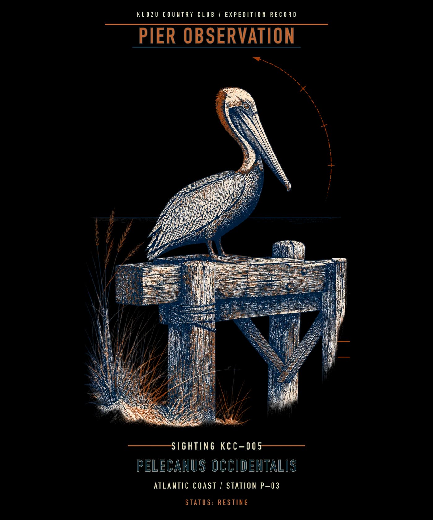 Brown pelican illustration with Atlantic coast observation labels